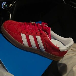 Gazelle Indoor 'Scarlet Gum'